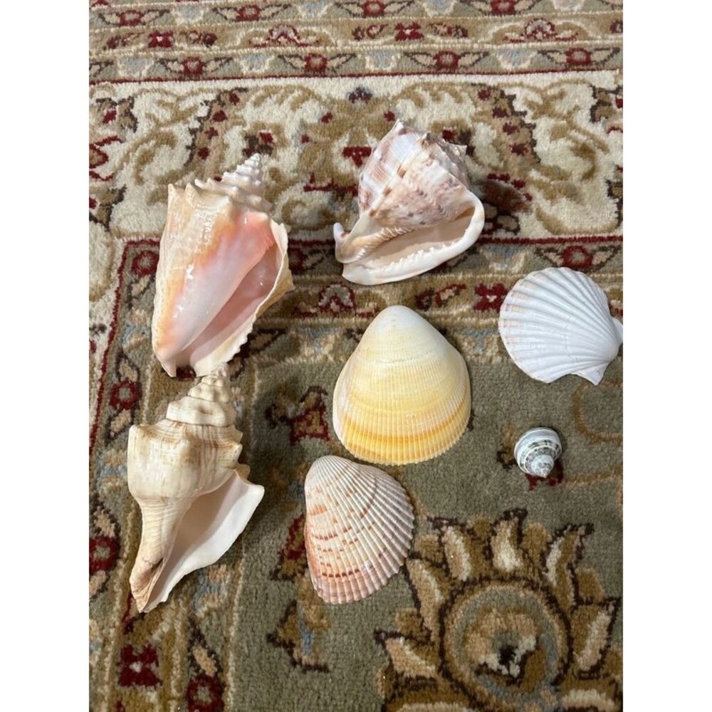 Beach Shell Lot (7) includes Conches